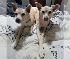 Chihuahua-Unknown Mix Dogs for adoption in Columbus, IN, USA