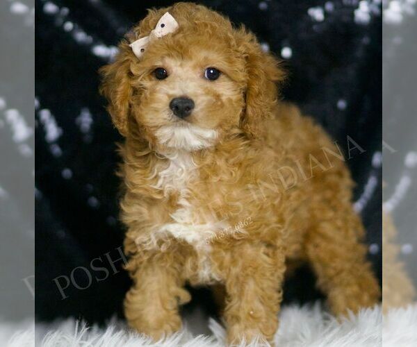 Medium Photo #4 Poodle (Toy) Puppy For Sale in WARSAW, IN, USA
