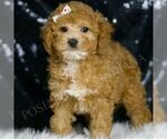 Small #3 Poodle (Toy)