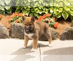 Small #4 Shiba Inu