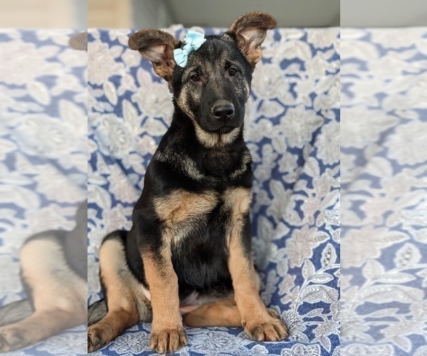 Medium Photo #3 German Shepherd Dog Puppy For Sale in OXFORD, PA, USA