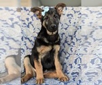 Small Photo #3 German Shepherd Dog Puppy For Sale in OXFORD, PA, USA