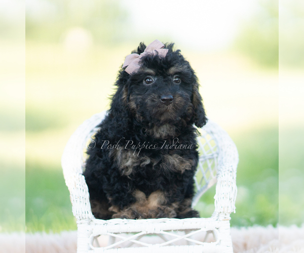 Medium Photo #1 Goldendoodle (Miniature) Puppy For Sale in WARSAW, IN, USA
