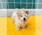 Small #1 Mutt