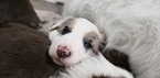 Small Photo #7 Border Collie Puppy For Sale in ROCK ISLAND, IL, USA