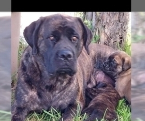 Mother of the Mastiff puppies born on 07/17/2025
