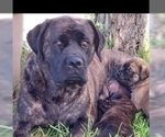 Small Photo #1 Mastiff Puppy For Sale in MITCHELL, NE, USA