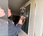 Small Photo #1 German Shepherd Dog Puppy For Sale in COSHOCTON, OH, USA