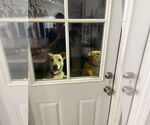 Small #2 Golden Retriever