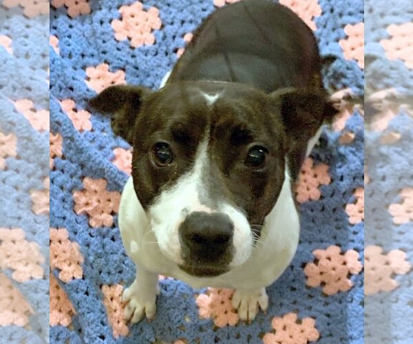 Medium Photo #1 Feist Terrier-Unknown Mix Puppy For Sale in Jackson, MS, USA