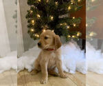 Small Photo #5 Golden Retriever Puppy For Sale in STUARTS DRAFT, VA, USA