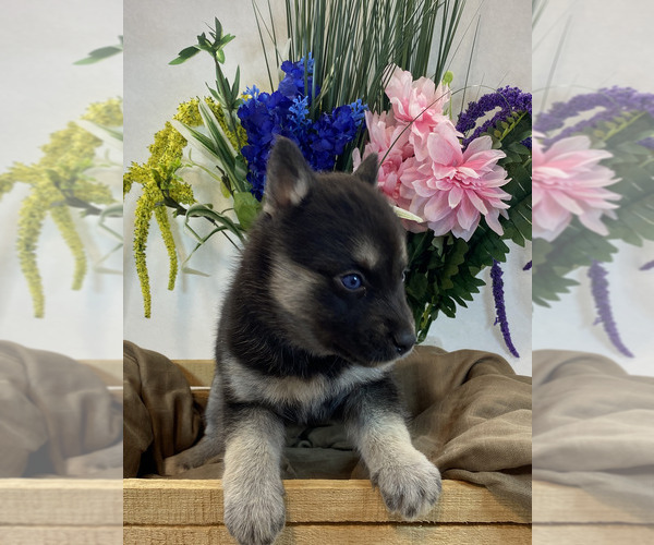 Medium Photo #3 Pomsky Puppy For Sale in ROCKFORD, IL, USA