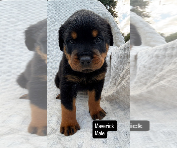 Medium Photo #1 Rottweiler Puppy For Sale in NARVON, PA, USA