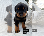 Puppy 2 Rottweiler