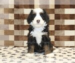 Small #2 Bernedoodle (Miniature)