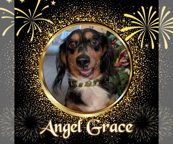 Medium Photo #1 Dachshund Puppy For Sale in San Antonio, TX, USA