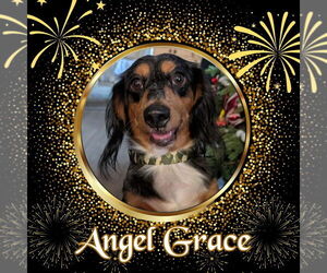 Dachshund Dogs for adoption in San Antonio, TX, USA