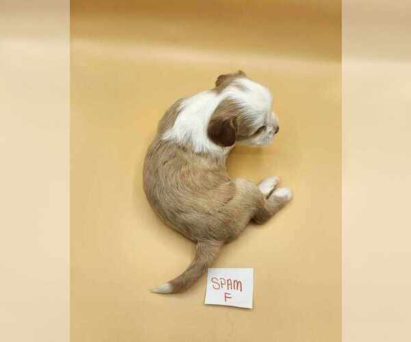 Medium Photo #5 Tibetan Terrier Puppy For Sale in DORENA, OR, USA