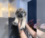 Puppy 5 Alaskan Husky-Presa Canario Mix