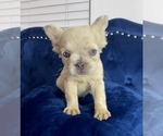 Small #21 French Bulldog