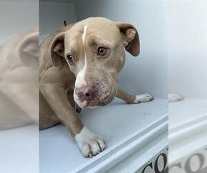 Mutt Dogs for adoption in Houston, TX, USA