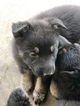 Small Photo #4 German Shepherd Dog Puppy For Sale in FONTANA, CA, USA