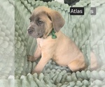 Small #4 Cane Corso