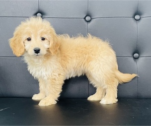 Golden Retriever-Poodle (Toy) Mix Puppy for sale in CINCINNATI, OH, USA