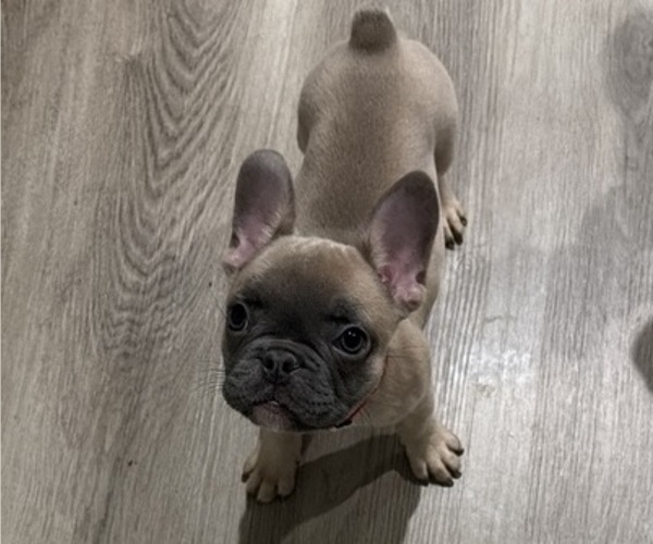 Medium Photo #6 French Bulldog Puppy For Sale in SACRAMENTO, CA, USA