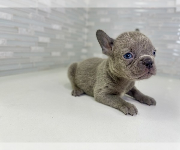 Medium Photo #26 French Bulldog Puppy For Sale in EASTVALE, CA, USA