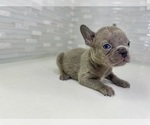 Small Photo #26 French Bulldog Puppy For Sale in EASTVALE, CA, USA