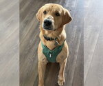 Small #1 Golden Retriever