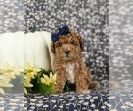 Small #3 Maltipoo