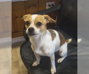 Chug Dogs for adoption in Raleigh, NC, USA