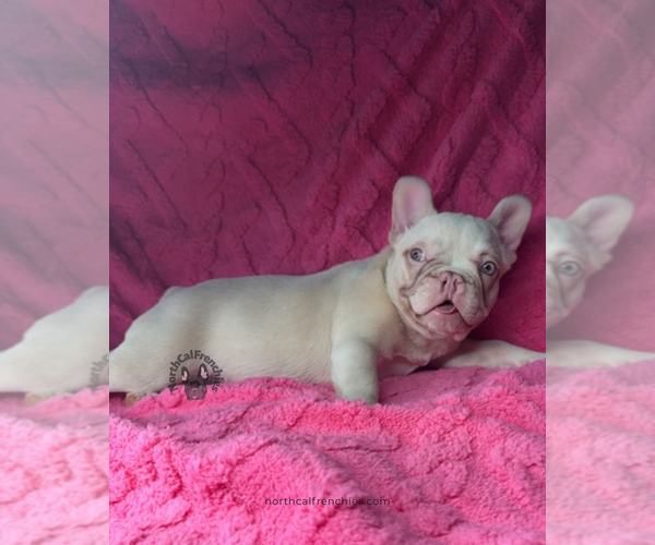 Medium Photo #5 French Bulldog Puppy For Sale in SACRAMENTO, CA, USA