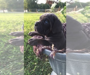 Cane Corso Puppy for sale in SHERMANS DALE, PA, USA