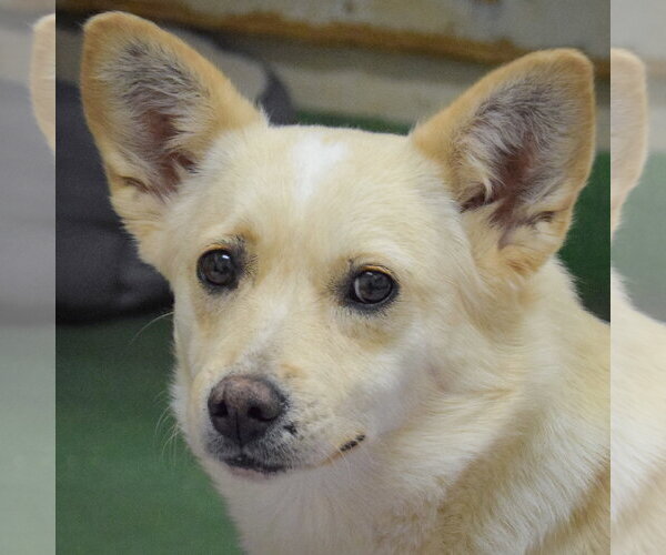 Medium Photo #5 Papillon-Unknown Mix Puppy For Sale in Huntley, IL, USA