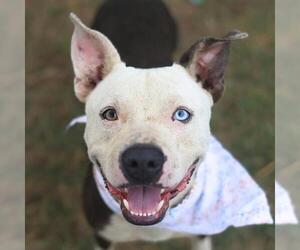 American Staffordshire Terrier-Unknown Mix Dogs for adoption in San Antonio, TX, USA