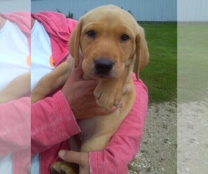 Labrador Retriever Puppy for sale in WEST CONCORD, MN, USA