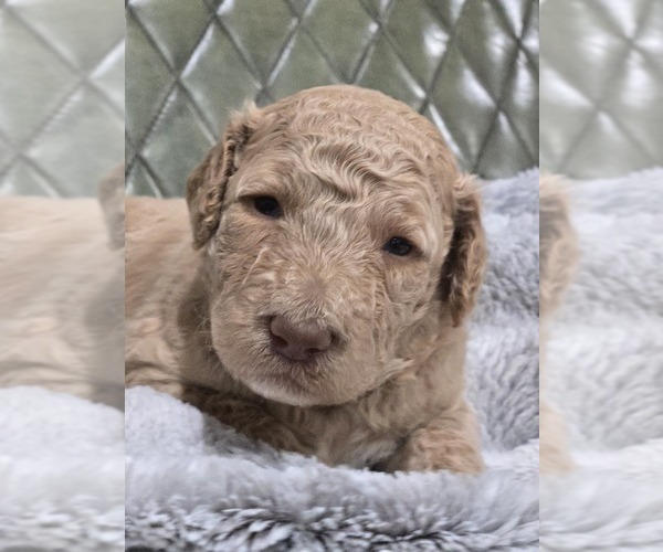 Medium Photo #39 Poodle (Standard) Puppy For Sale in CONROE, TX, USA