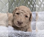 Small #2 Poodle (Standard)