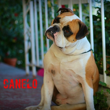 Medium Photo #1 Free-Lance Bulldog Puppy For Sale in LOS ANGELES, CA, USA