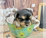 Small #12 Yorkshire Terrier