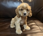 Puppy Puppy 2 Cocker Spaniel