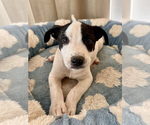 Mutt Dogs for adoption in Dana Point, CA, USA
