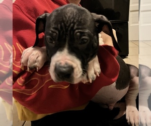 Alapaha Blue Blood Bulldog Puppy for sale in JONESBORO, GA, USA