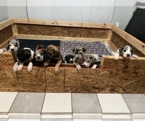 Great Dane Litter for sale in PRATTVILLE, AL, USA