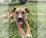 Small Photo #3 Black Mouth Cur-Unknown Mix Puppy For Sale in Orlando, FL, USA