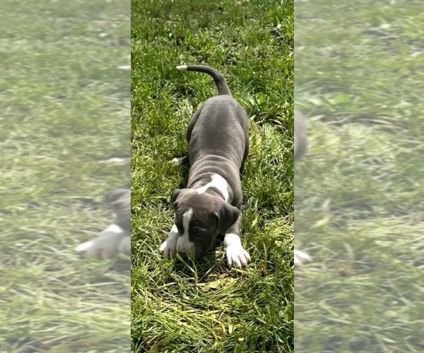 Medium Photo #5 American Staffordshire Terrier-Rhodesian Ridgeback Mix Puppy For Sale in BETHALTO, IL, USA