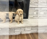 Small Photo #15 Golden Retriever Puppy For Sale in CENTRALIA, IL, USA